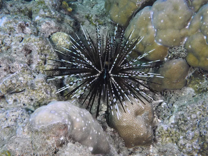 Framed Print : A patterned sea urchin with long spines Framed Print : A patterned sea urchin with long spines