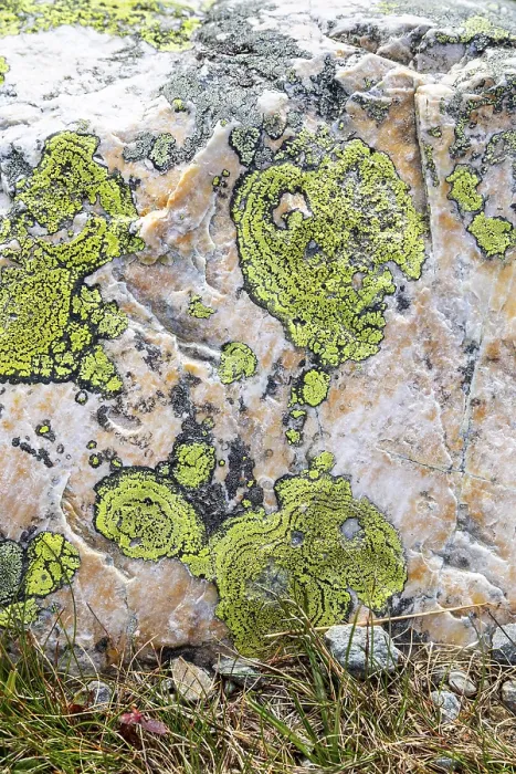 Framed Print : Patterns of Braiding on Rocks Print, Idre Sweden Framed Print : Patterns of Braiding on Rocks Print, Idre Sweden