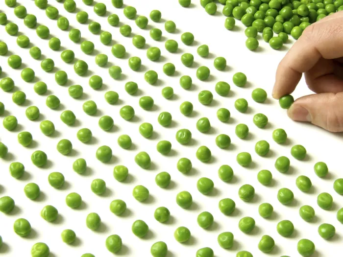 Framed Print : Pea Counting Print by imageBROKER Framed Print : Pea Counting Print by imageBROKER