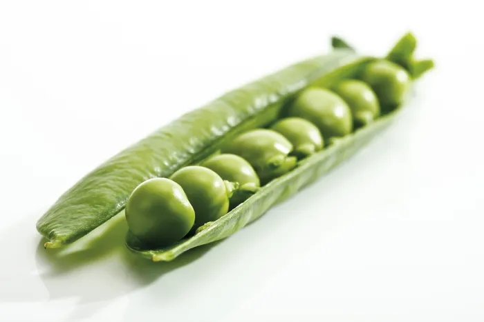 Framed Print : Pea Pod Print in Green Garden