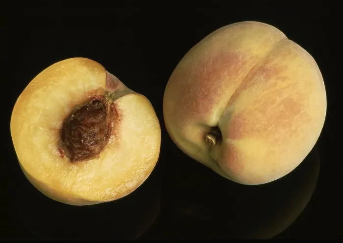 Framed Print : Peaches Print by ImageBROKER Framed Print : Peaches Print by ImageBROKER