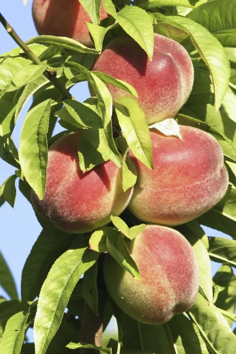 Framed Print : Peaches on the Tree Print Framed Print : Peaches on the Tree Print