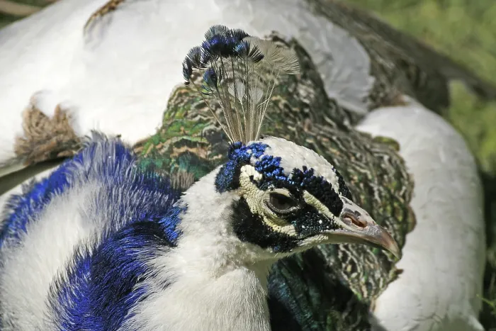 Framed Print : Peacock Print in Vibrant Plumage Framed Print : Peacock Print in Vibrant Plumage