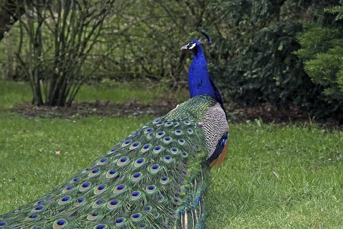 Framed Print : Peacock Print - Vibrant Plumage Framed Print : Peacock Print - Vibrant Plumage