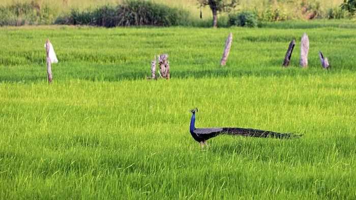 Framed Print : Indian Peafowl Strides Across Open Meadow Print Framed Print : Indian Peafowl Strides Across Open Meadow Print