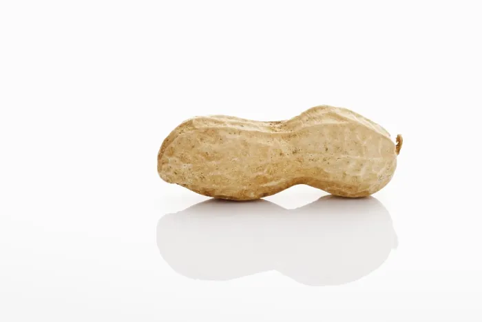 Framed Print : A Peanut Print by imageBROKER Framed Print : A Peanut Print by imageBROKER