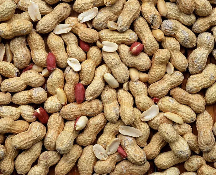 Framed Print : Peanuts (Arachis hypogaea) Peanut Print Framed Print : Peanuts (Arachis hypogaea) Peanut Print