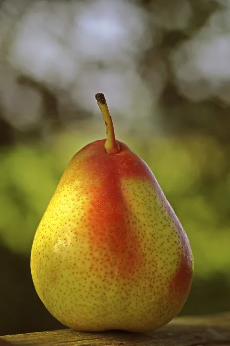 Framed Print : Still Life Print: Pear by ImageBROKER Framed Print : Still Life Print: Pear by ImageBROKER