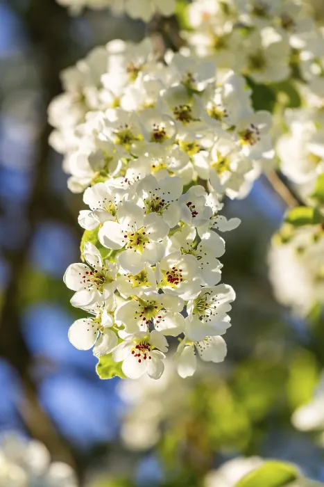 Framed Print : Pear Tree Blossom Print, Rohrdorf, Germany Framed Print : Pear Tree Blossom Print, Rohrdorf, Germany
