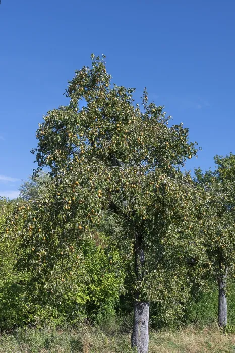 Framed Print : Pyrus Print: Ripe Pear Tree in Blue Sky, Germany Framed Print : Pyrus Print: Ripe Pear Tree in Blue Sky, Germany