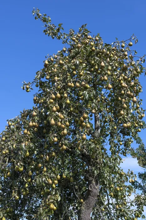 Framed Print : Pyrus Print: Ripe Pear Tree in Blue Sky, Germany Framed Print : Pyrus Print: Ripe Pear Tree in Blue Sky, Germany