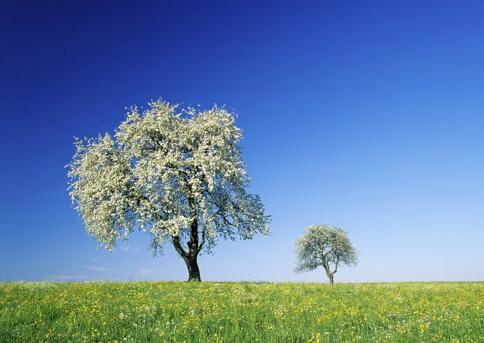 Framed Print : Pear Trees in Bloom Spring Print Framed Print : Pear Trees in Bloom Spring Print