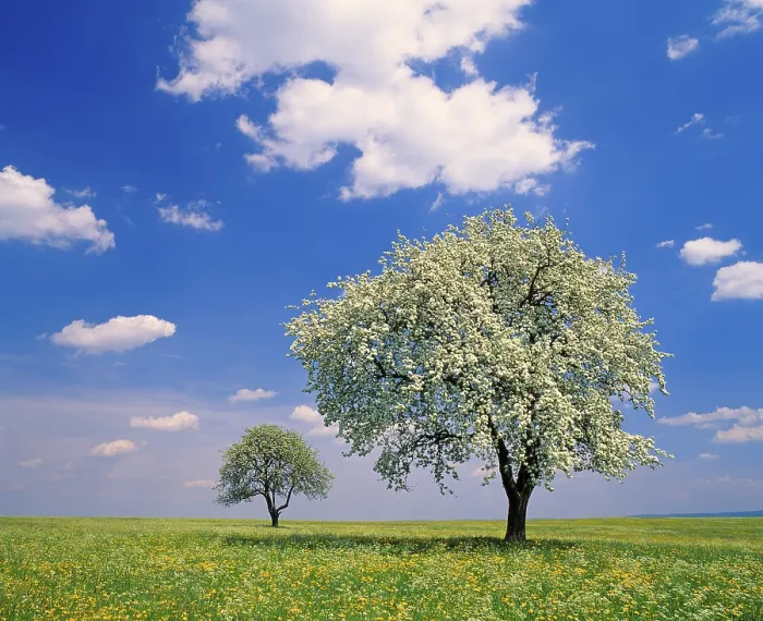 Framed Print : Pear Trees in Bloom Spring Print Framed Print : Pear Trees in Bloom Spring Print