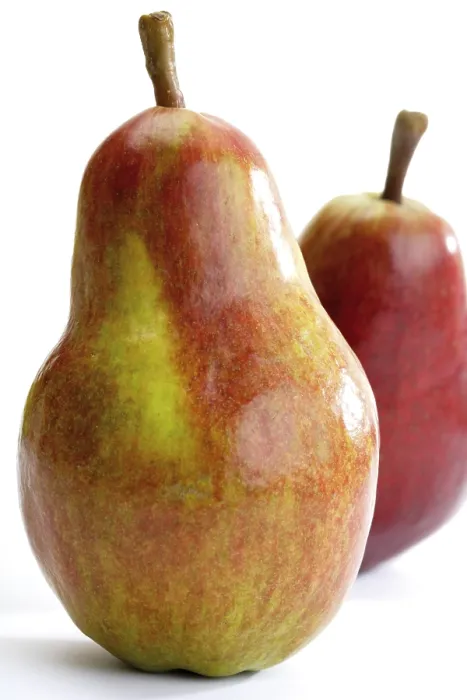 Framed Print : Still Life Print: Two Pears Framed Print : Still Life Print: Two Pears