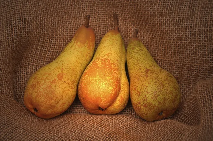 Framed Print : Three Pears on Jute Sack Print Framed Print : Three Pears on Jute Sack Print