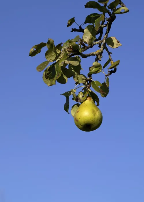 Framed Print : Pears, Pear Tree Branch Detail Print Framed Print : Pears, Pear Tree Branch Detail Print