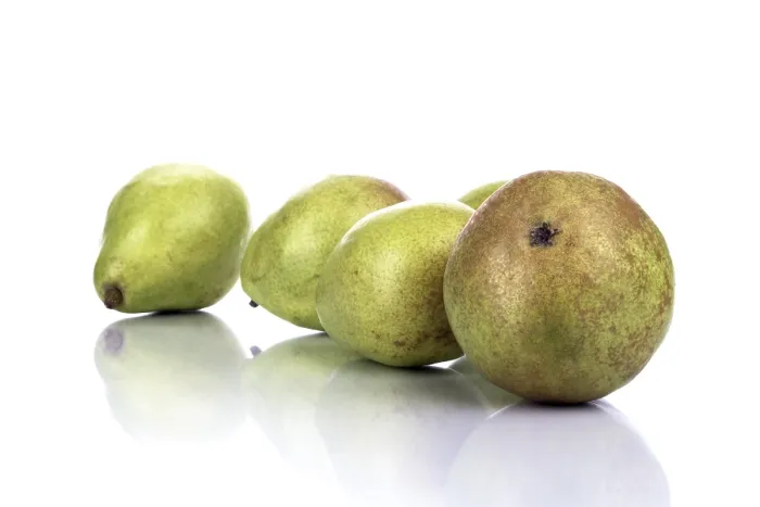 Framed Print : Pears (Pyrus) Print Framed Print : Pears (Pyrus) Print