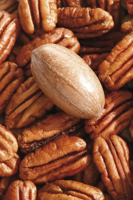 Framed Print : Pecans Print, Close-up of a Pecan Nut Framed Print : Pecans Print, Close-up of a Pecan Nut