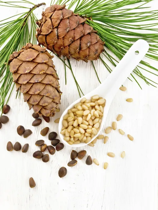 Framed Print : Cedar Nuts in a Spoon Print Framed Print : Cedar Nuts in a Spoon Print