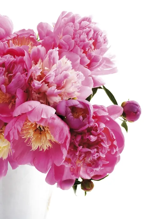 Framed Print : Peonies Print - Vibrant Floral Bloom Framed Print : Peonies Print - Vibrant Floral Bloom