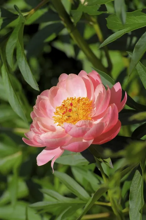 Framed Print : Peony Print Framed Print : Peony Print