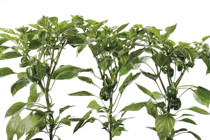 Framed Print : Pepper Plant Print - Capsicum Framed Print : Pepper Plant Print - Capsicum