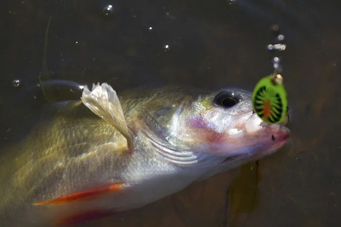 Framed Print : Perch Caught on Spinner Close-Up Print Framed Print : Perch Caught on Spinner Close-Up Print