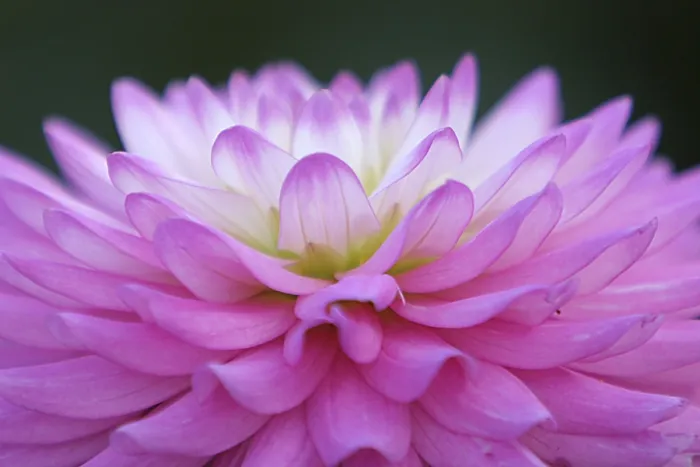 Framed Print : Petals Petals Print by imageBROKER Framed Print : Petals Petals Print by imageBROKER