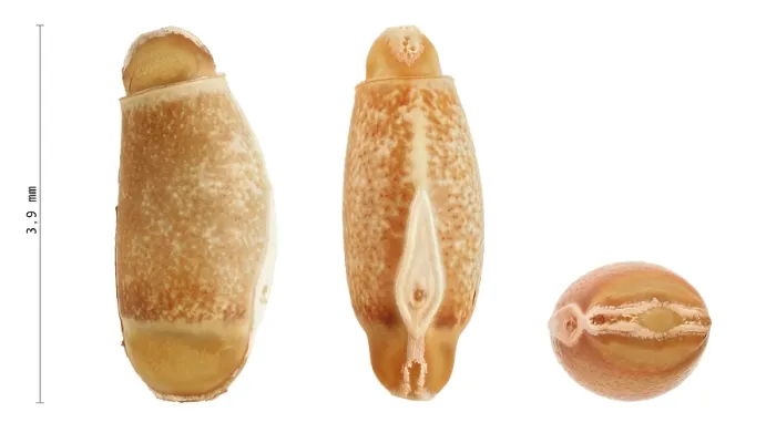 Framed Print : Achrioptera fallax Eggs Print, 3.9 mm Framed Print : Achrioptera fallax Eggs Print, 3.9 mm