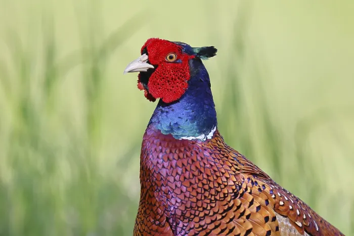 Framed Print : Common Pheasant Print Framed Print : Common Pheasant Print