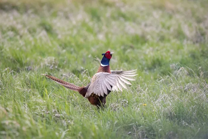 Framed Print : Pheasant in Courtship Display Print, Neusiedl, Austria Framed Print : Pheasant in Courtship Display Print, Neusiedl, Austria