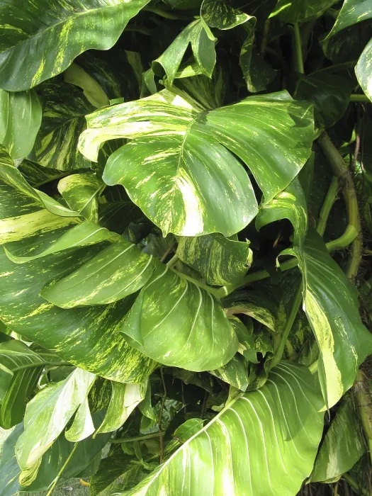Framed Print : Philodendron Print Framed Print : Philodendron Print