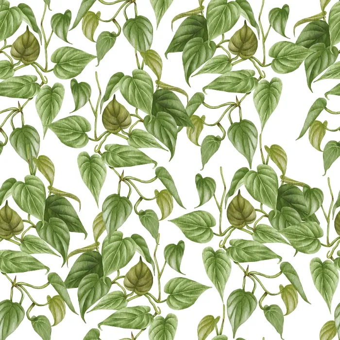 Framed Print : Philodendron Houseplant Print Framed Print : Philodendron Houseplant Print