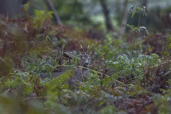 Framed Print : Photographing Roe Deer in the Forest: A Challenging Print Framed Print : Photographing Roe Deer in the Forest: A Challenging Print