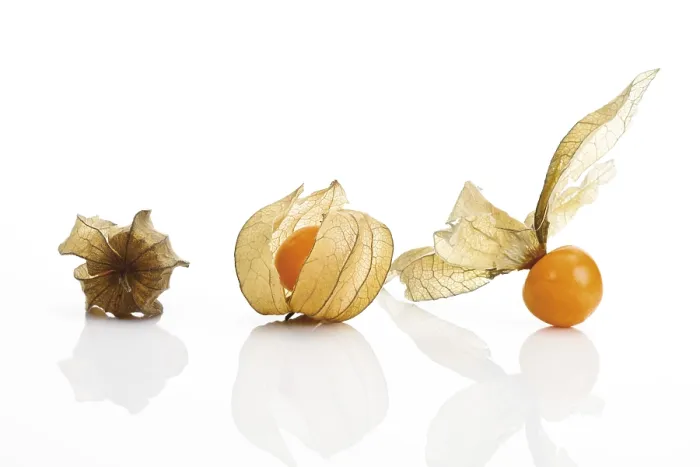 Framed Print : Physalis Physalis Print - South American Fruit Framed Print : Physalis Physalis Print - South American Fruit