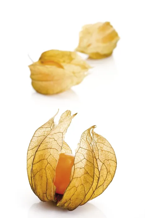Framed Print : Physalis Physalis Print