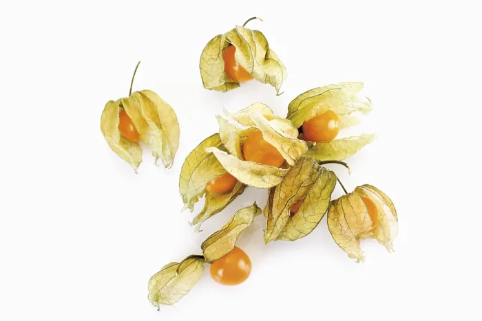 Framed Print : Physalis Physalis Print Framed Print : Physalis Physalis Print