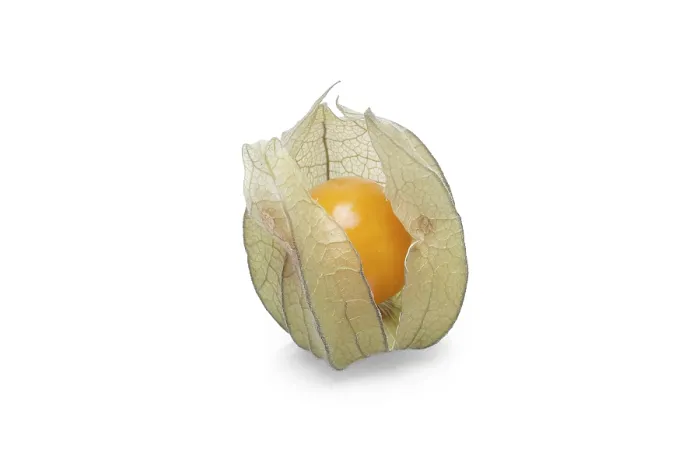 Framed Print : Physalis Print with Shadow on White Background Framed Print : Physalis Print with Shadow on White Background
