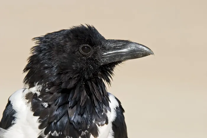 Framed Print : Pied Crow Print, Namibia
