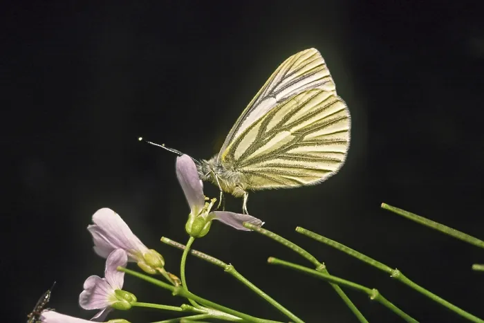 Framed Print : Pieris napi Print, Rapeseed White Butterfly Framed Print : Pieris napi Print, Rapeseed White Butterfly