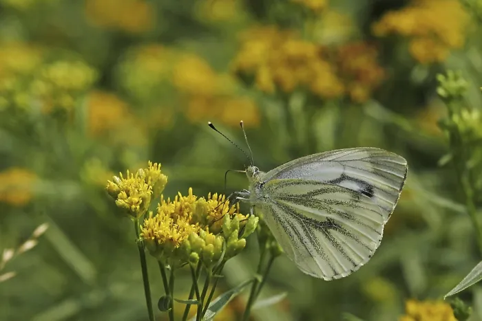Framed Print : Pieris napi Rapeseed White Butterfly Print Framed Print : Pieris napi Rapeseed White Butterfly Print