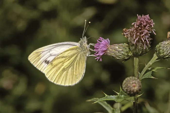 Framed Print : Pieris napi, Rapeseed White Butterfly Print Framed Print : Pieris napi, Rapeseed White Butterfly Print