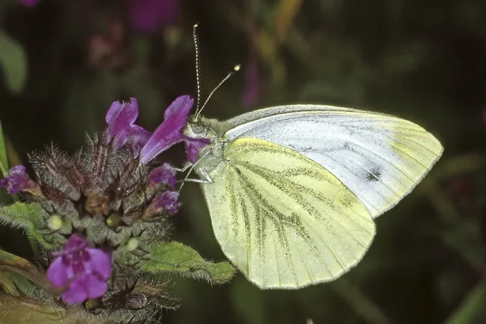 Framed Print : Pieris napi, Rapeseed White Butterfly Print Framed Print : Pieris napi, Rapeseed White Butterfly Print