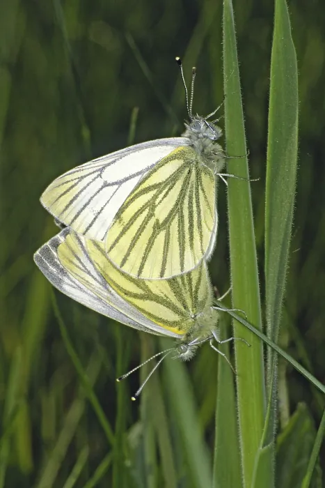 Framed Print : Pieris napi Rapeseed White Butterfly Print Framed Print : Pieris napi Rapeseed White Butterfly Print