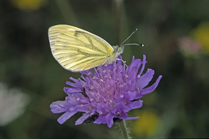 Framed Print : Pieris napi Print - Rapeseed White Butterfly Framed Print : Pieris napi Print - Rapeseed White Butterfly