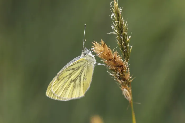 Framed Print : Green-veined White Butterfly Print (2nd Generation) Framed Print : Green-veined White Butterfly Print (2nd Generation)