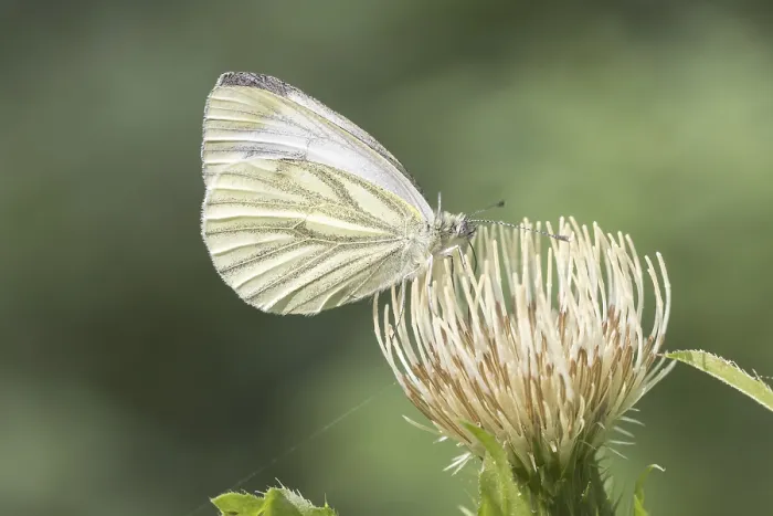 Framed Print : Green-veined White Butterfly Print Framed Print : Green-veined White Butterfly Print
