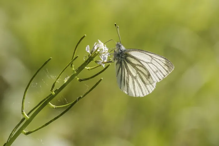 Framed Print : Pieris napi Green-veined White Butterfly Print Framed Print : Pieris napi Green-veined White Butterfly Print