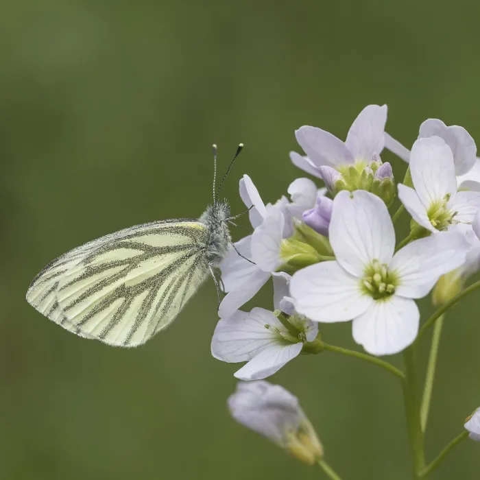 Framed Print : Pieris napi Print on Cardamines pratensis flower Framed Print : Pieris napi Print on Cardamines pratensis flower