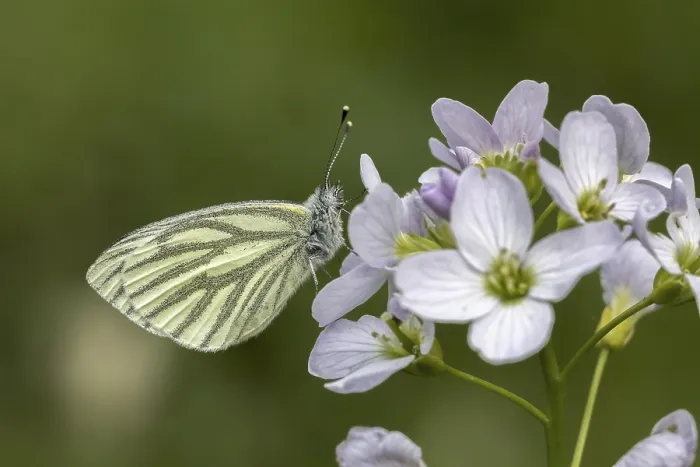 Framed Print : Pieris napi Print - Green-veined White Butterfly on Cardamine pratensis Framed Print : Pieris napi Print - Green-veined White Butterfly on Cardamine pratensis